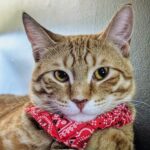 wp-17673646626551558525394327158707