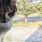even Pippin thinks this is bullshit