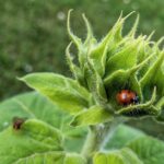 PXL_20260902_133132602.MACRO_FOCUS-1